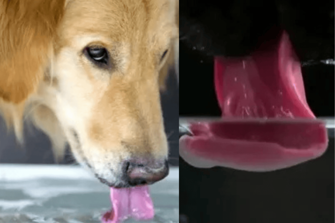 How dogs drink water