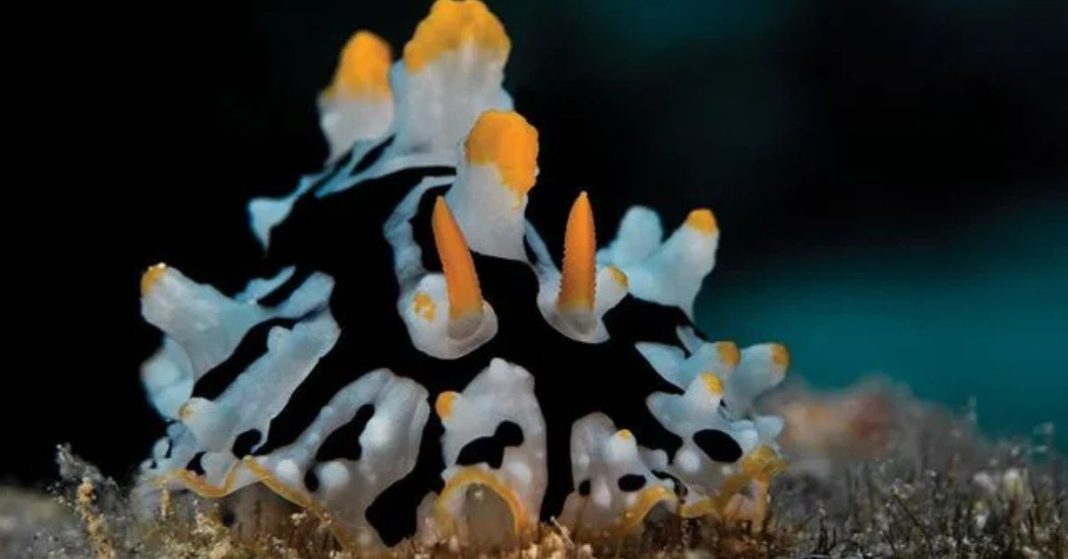 Wart Sea Slug Species