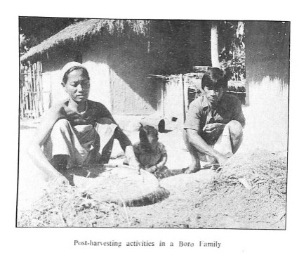 The Bodo-Kachari Tribe