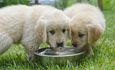 How Dogs Drink Water: A Deep Dive into a Fascinating Process 1 i 66