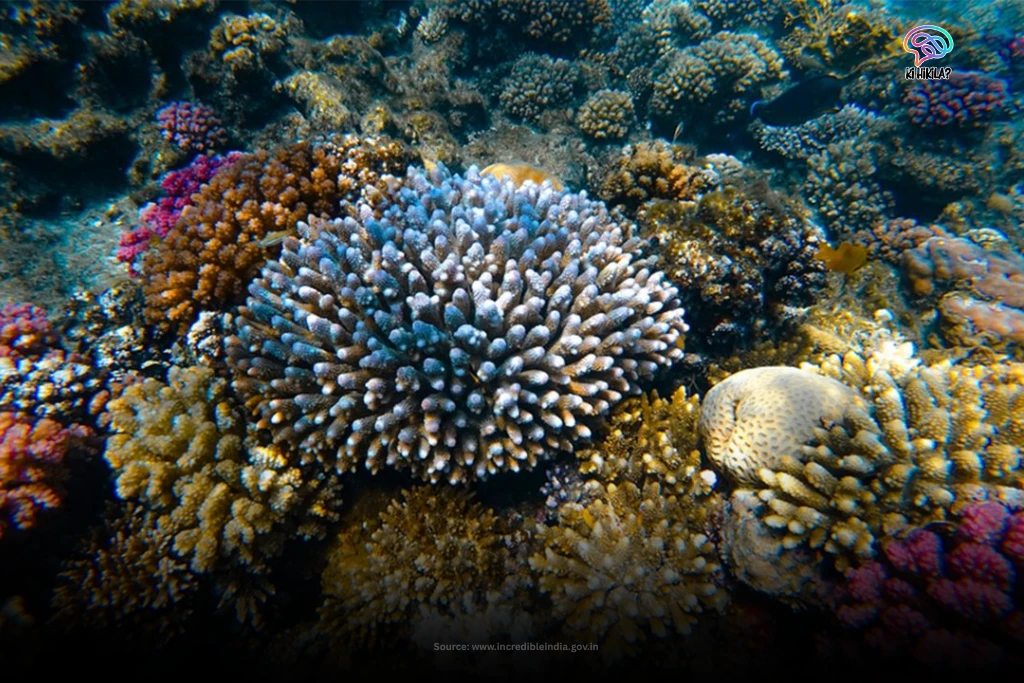A vibrant underwater scene of a multi-colored coral reef teeming with life in the clear waters of the Lakshadweep islands.