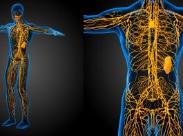 The Human Nervous System
