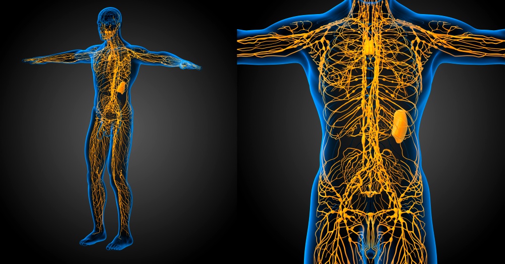The Human Nervous System