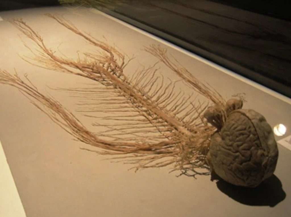 The Human Nervous System