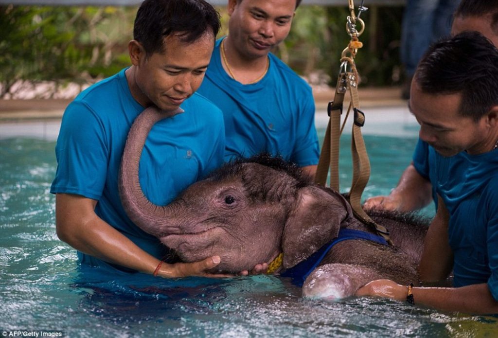 Baby elephant receiving special care in a pool during World Elephant Day, supported by caretakers.