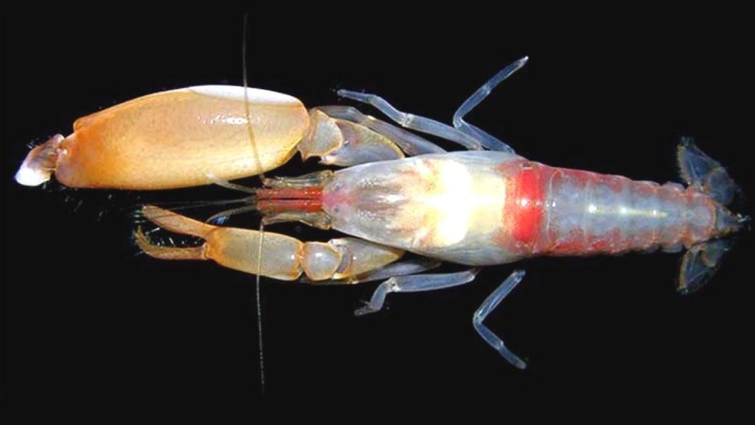 Pistol Shrimp