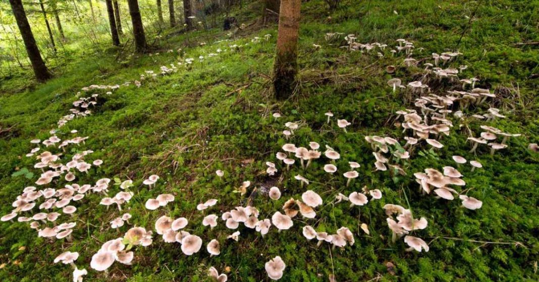 Mycorrhizal Fungi