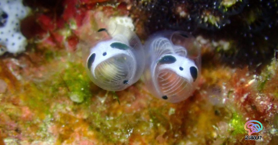 Panda-Like Sea Squirt