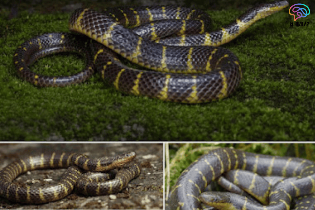 New Rain Snake Species