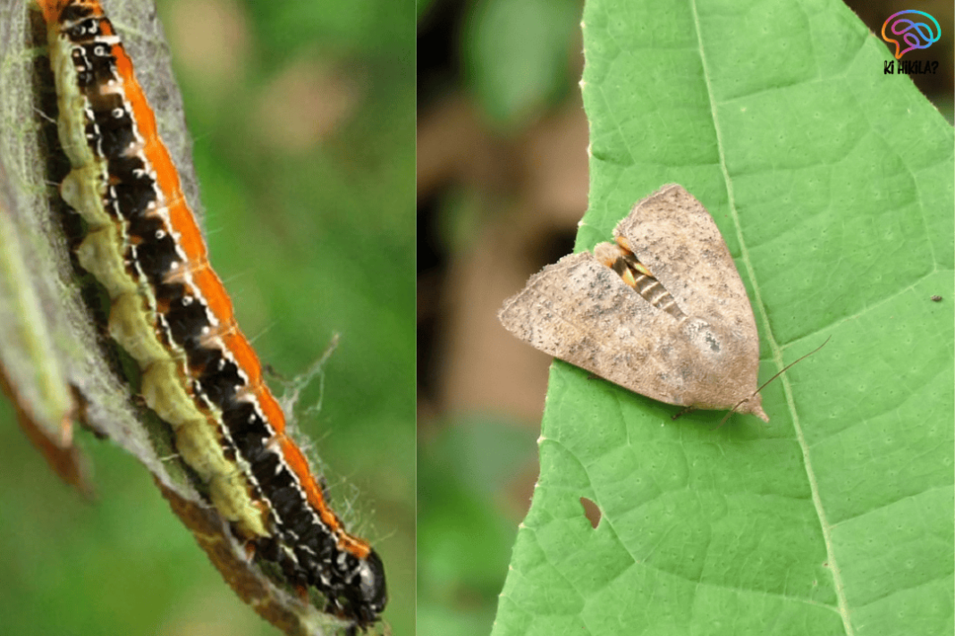 Eco-Friendly Virus Controls Teak Pest