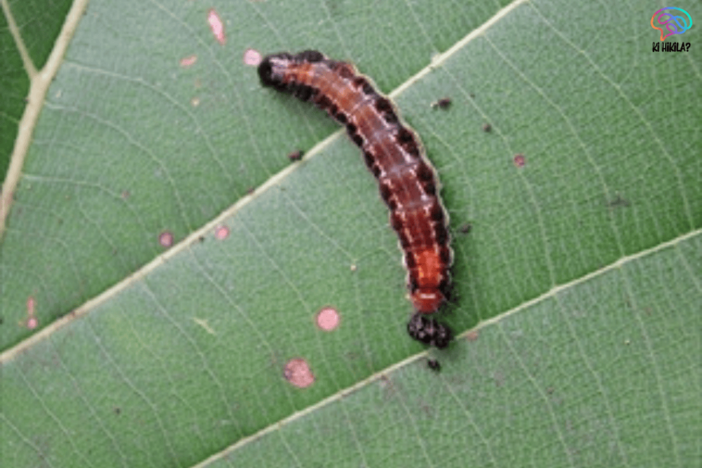 Eco-Friendly Virus Controls Teak Pest: A Breakthrough in Sustainable Forestry Eco-Friendly Virus Eco-Friendly Virus