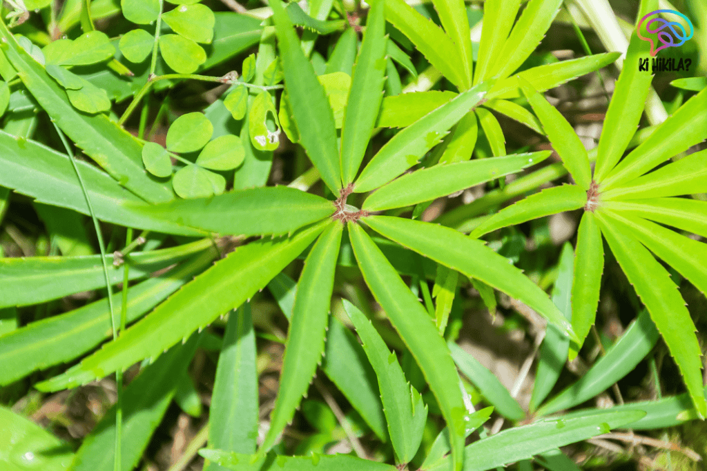 Heptapleurum Assamicum
