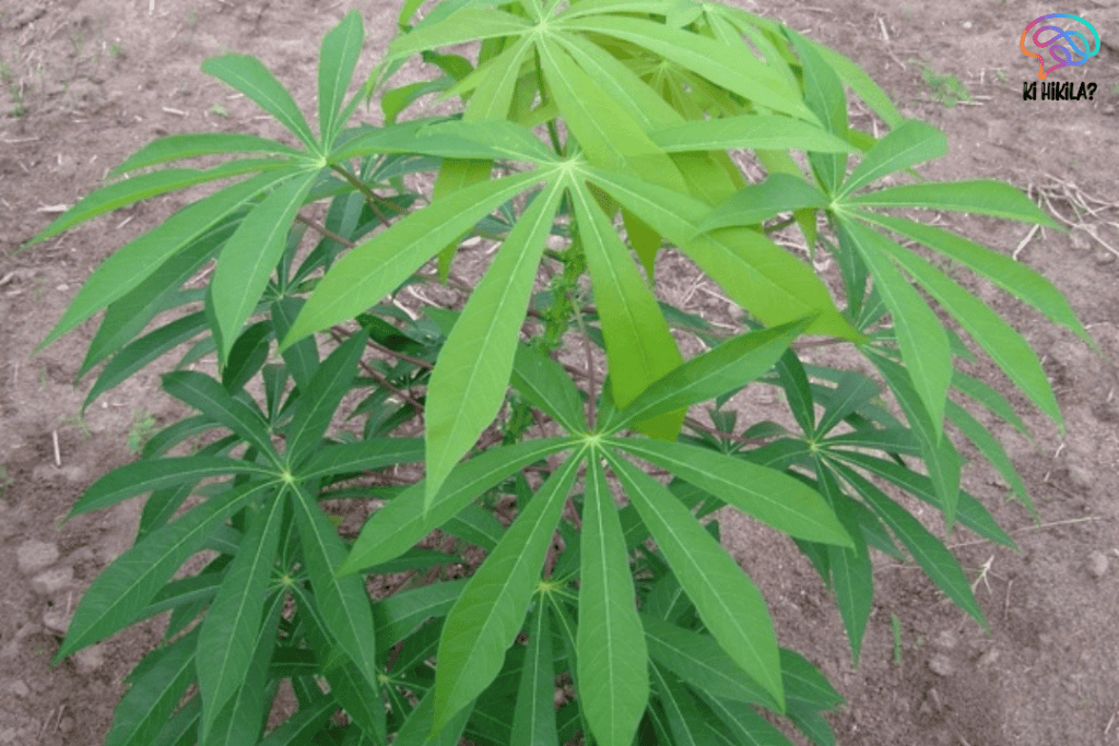 Heptapleurum Assamicum