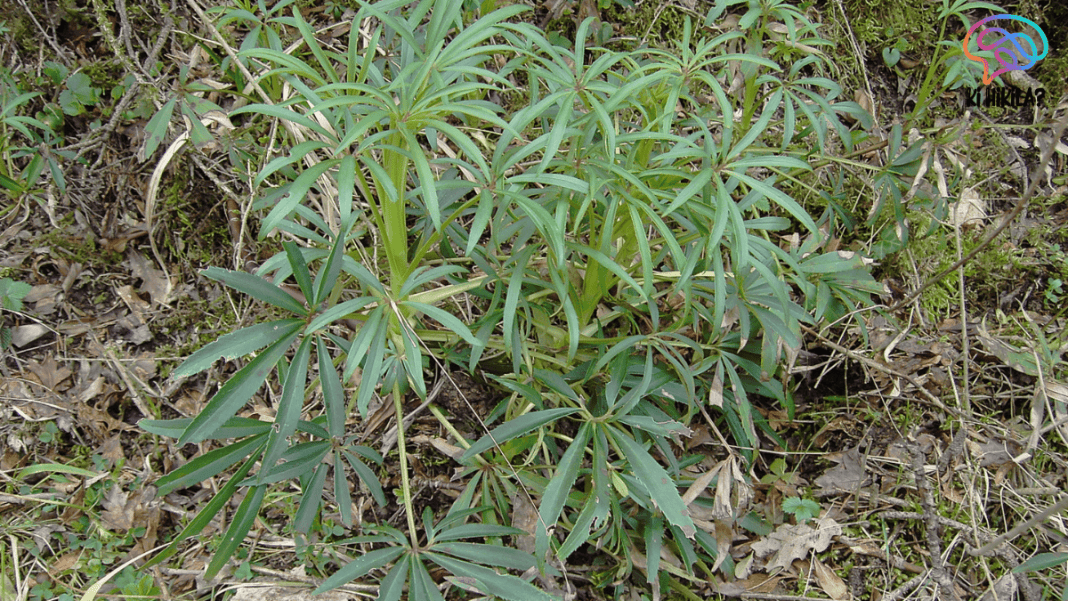 Heptapleurum Assamicum