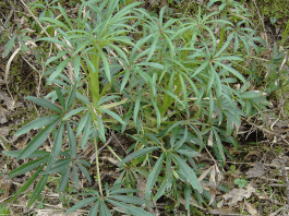 Heptapleurum Assamicum