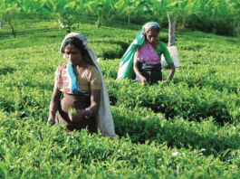 Assam Tripura Development