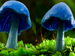 Blue Pinkgill Mushroom