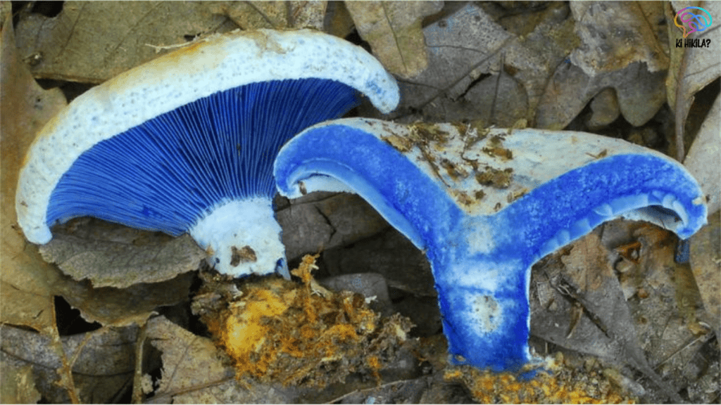 Blue Pinkgill Mushroom
