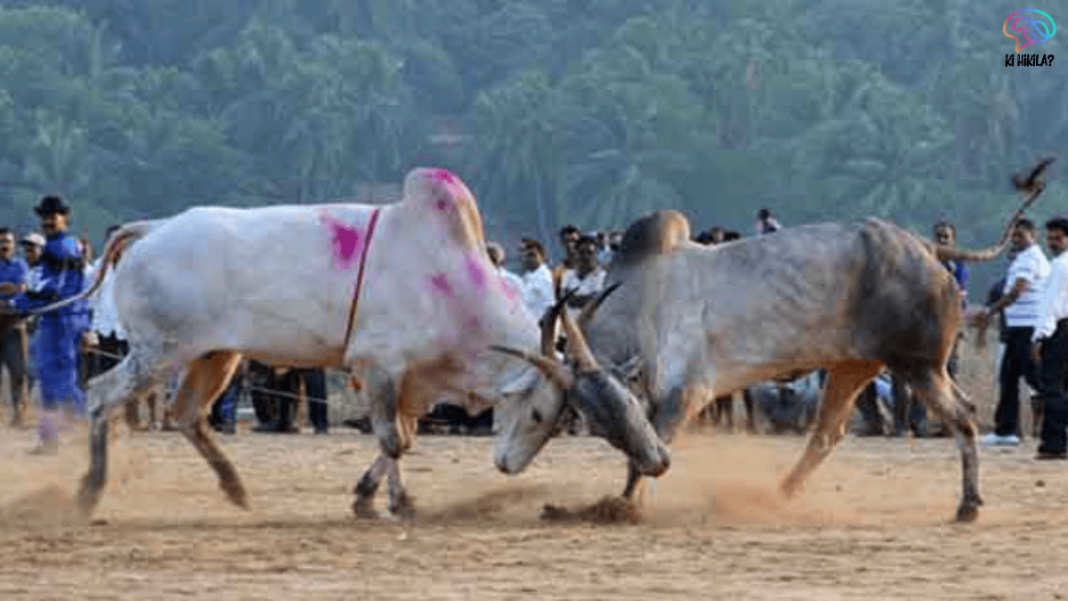 Legalizing Bull Fighting in Goa