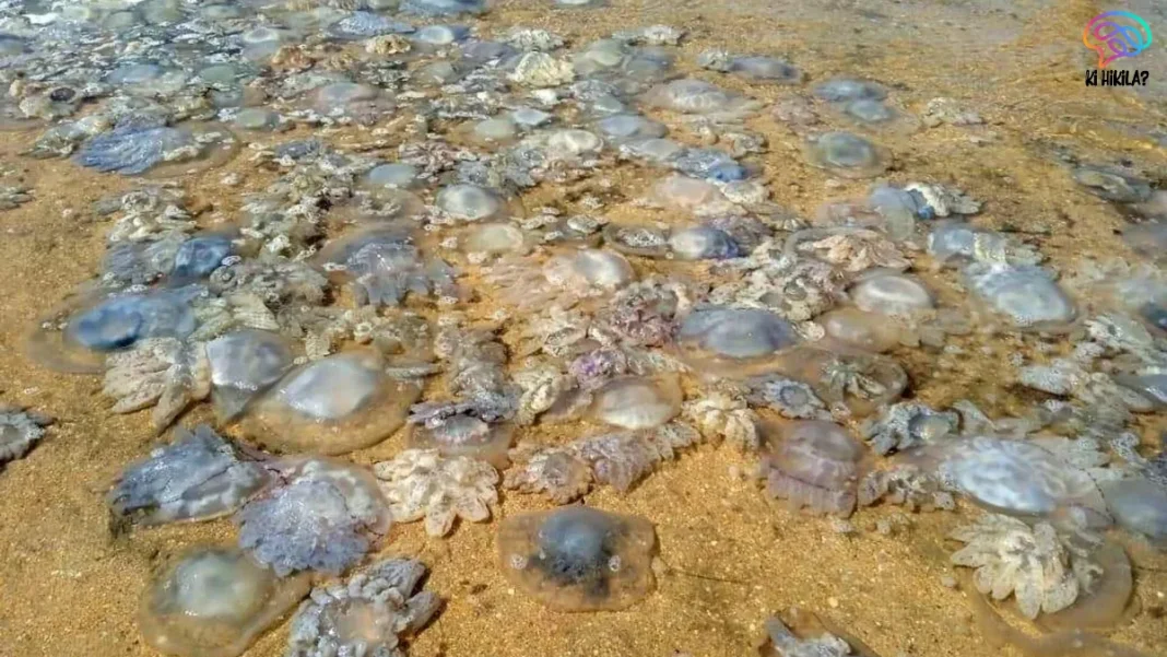 Jellyfish Swarms Nuclear Power Plants