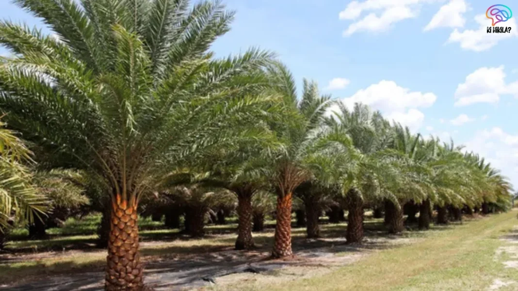 Indian Phoenix Palms