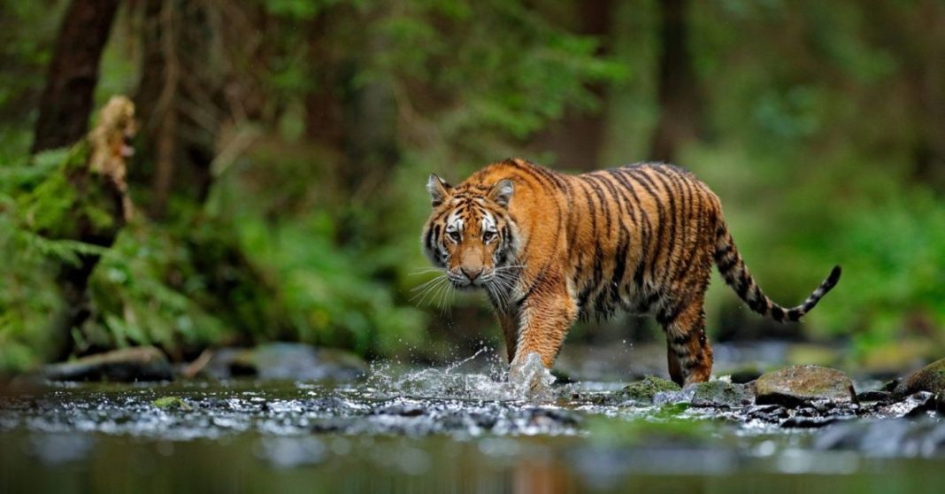 Kaziranga Tiger Density