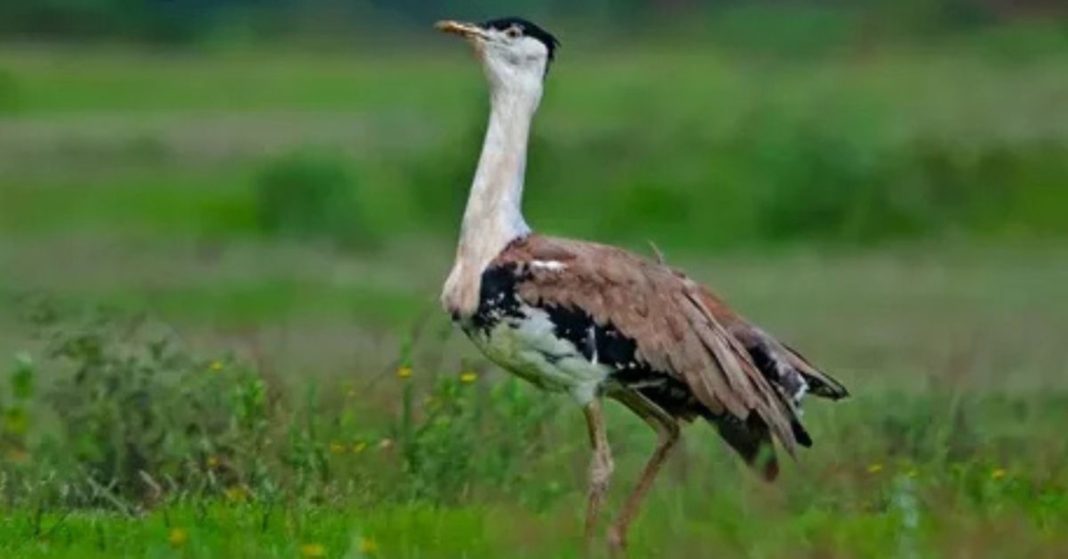 Great Indian Bustard