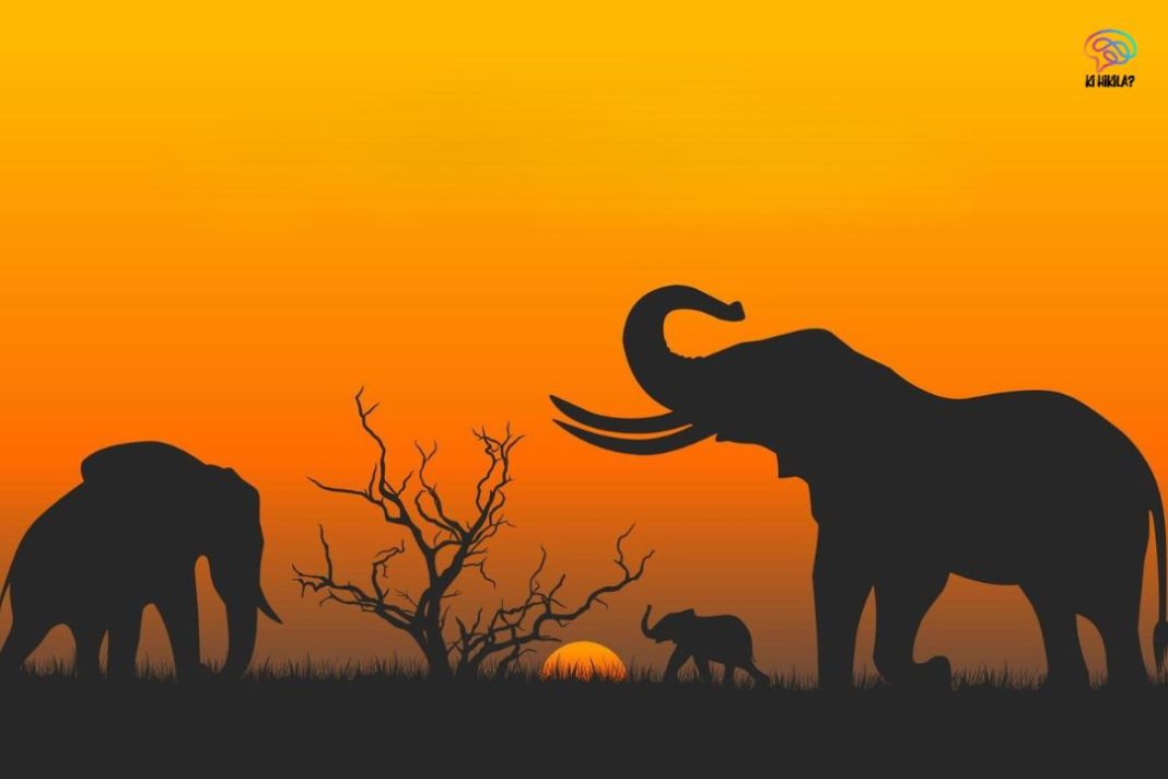 Silhouette of elephants walking at sunset, symbolizing the message of World Elephant Day.