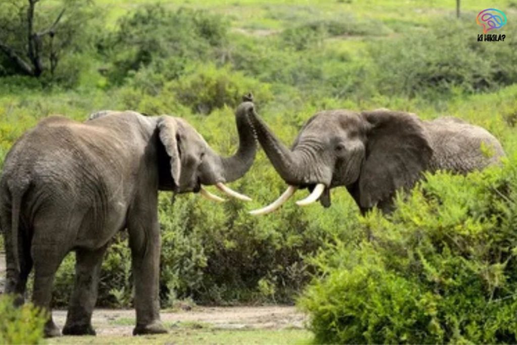 Two African elephants touching trunks in the wild, celebrating World Elephant Day.