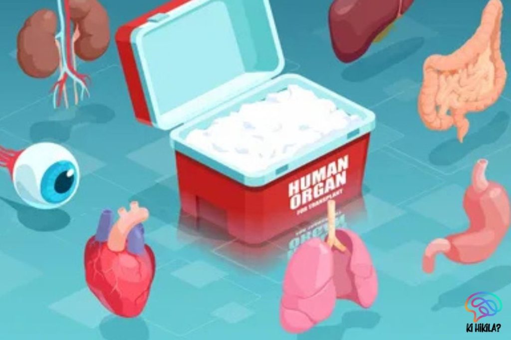 Illustration showing human organs such as heart, lungs, kidneys, liver, eye, stomach, and intestines around an organ transplant cooler, highlighting World Organ Donation Day awareness.