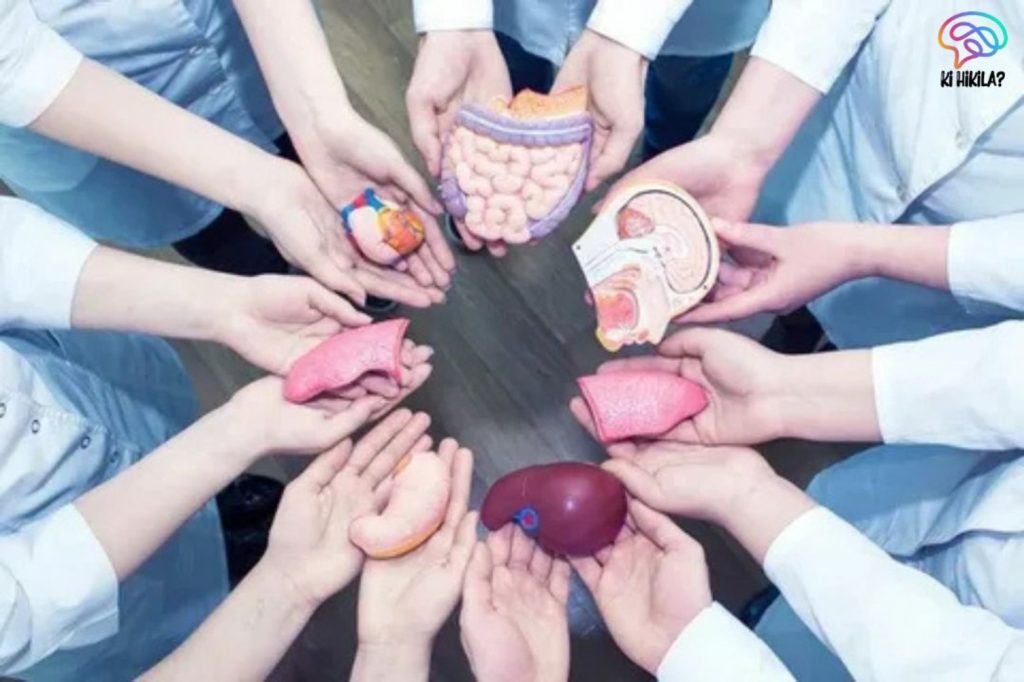 Medical professionals holding anatomical models of human organs in a circle, symbolizing the life-saving message of World Organ Donation Day.