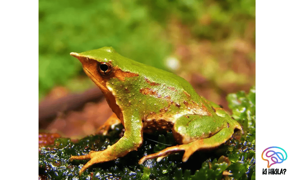 Darwin’s Frog