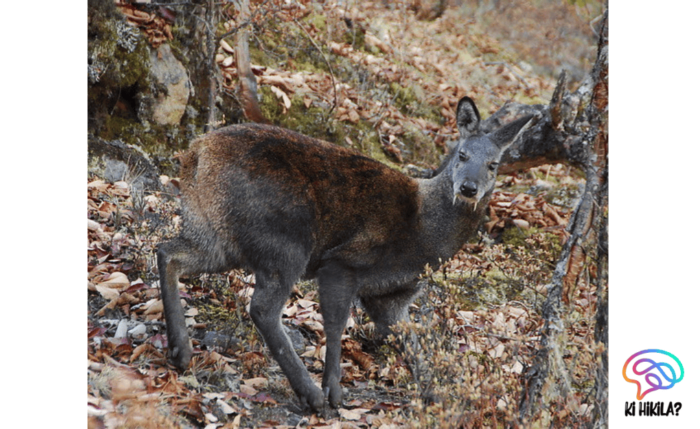 Alpine Musk Deer