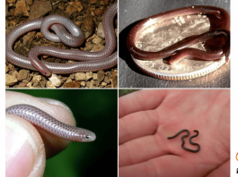 Barbados Threadsnake