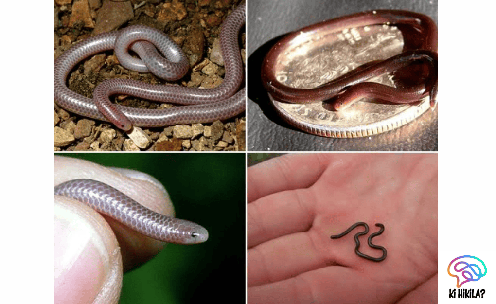 Barbados Threadsnake