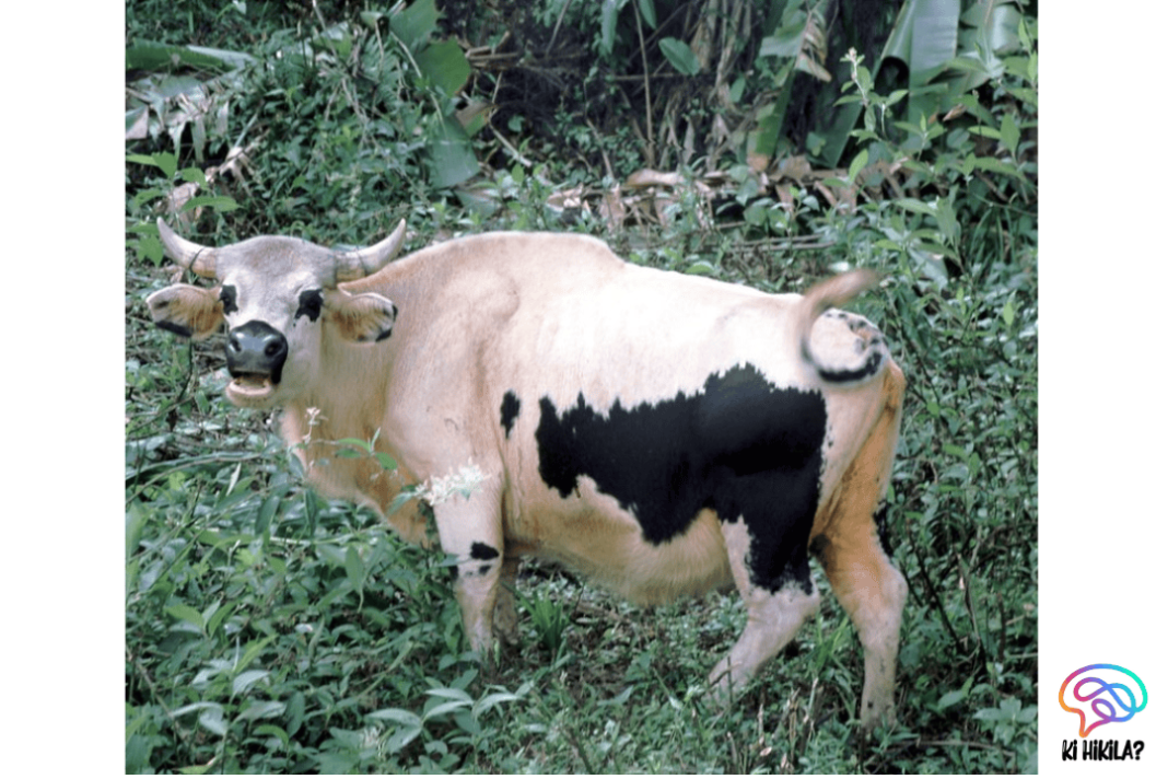 Mithun Conservation