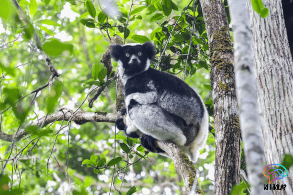 Indri Lemur Microbiome: A Key to Conservation and Biodiversity Preservation Indri Lemur Microbiome Indri Lemur Microbiome