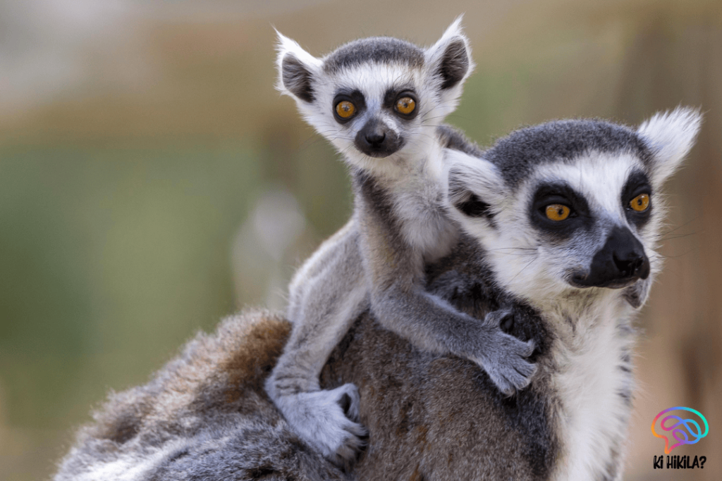 Indri Lemur Microbiome