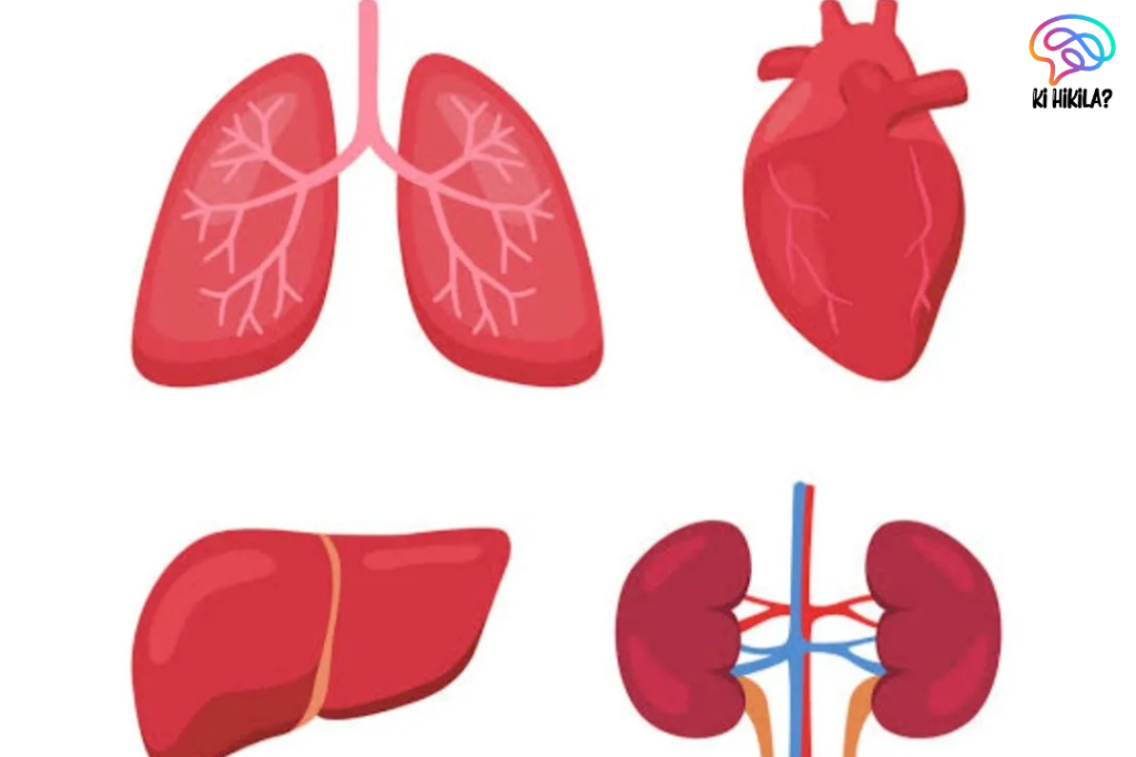 India’s Organ Transplants 2024: A Record-Breaking Year for Healthcare Organ Transplants Organ Transplants