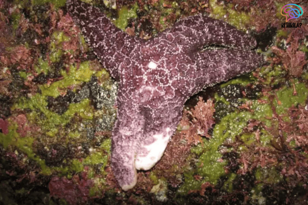 Sea Star Wasting Disease