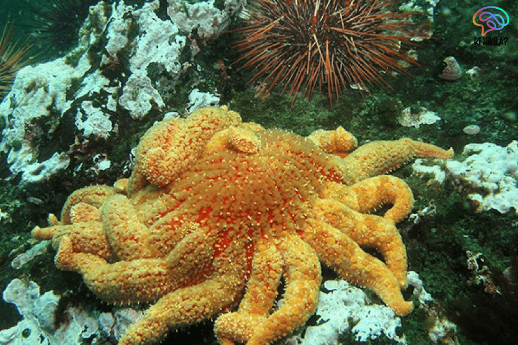 Sea Star Wasting Disease