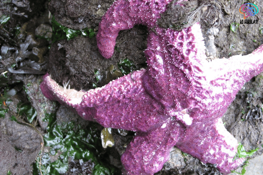 Sea Star Wasting Disease