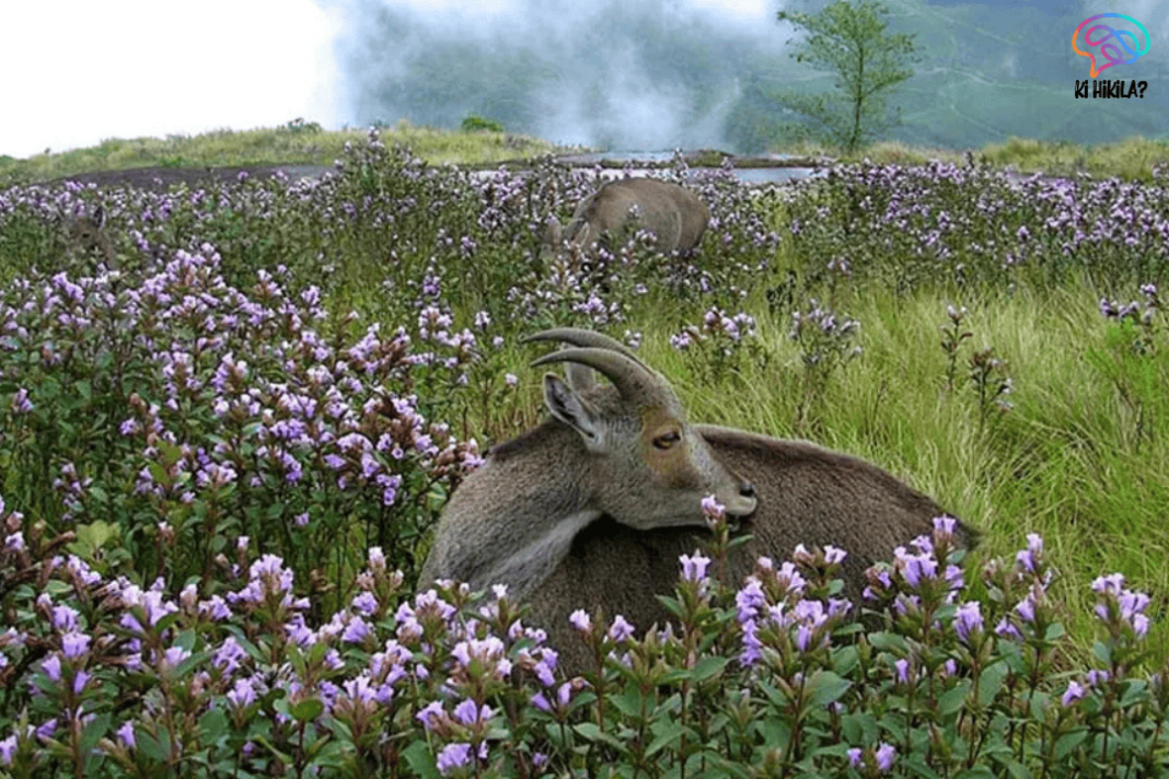 Nilgiri Tahr Population Surges