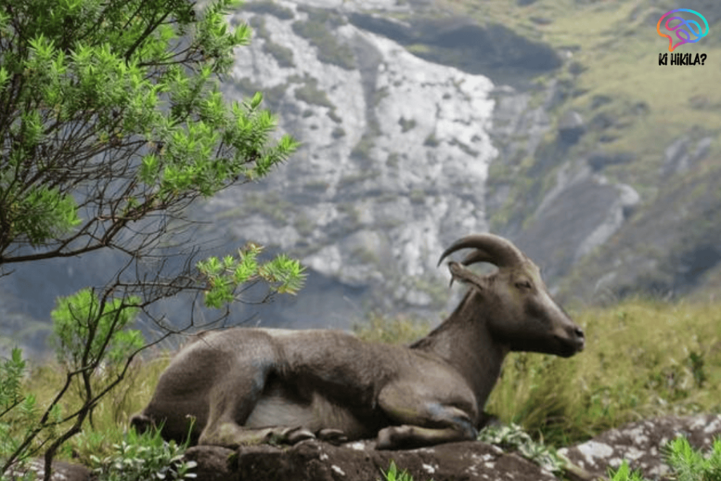 Nilgiri Tahr Population Surges