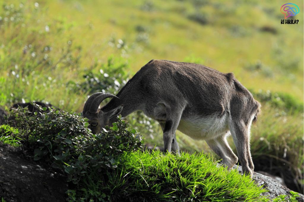 Nilgiri Tahr Population Surges