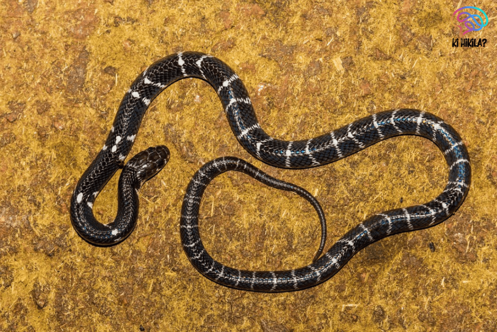 New Rain Snake Species Discovered in Mizoram’s Montane Forests New Rain Snake Species New Rain Snake Species