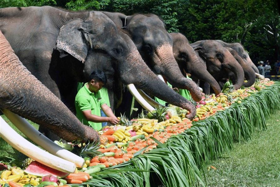Elephants enjoying a grand fruit and vegetable feast during World Elephant Day celebrations.
