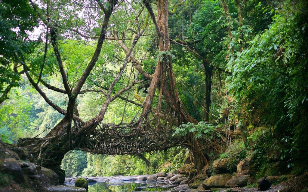 Travel to Northeast India